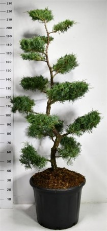 Juniperus virg. 'Grey Owl'