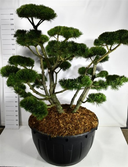 Pinus mugo 'Gnom'