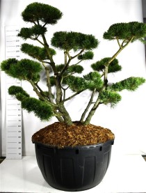 Pinus mugo 'Gnom'