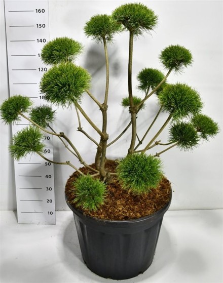 Pinus sylv. 'Norske Typ'