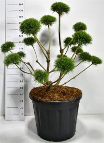 Pinus sylv. 'Norske Typ'