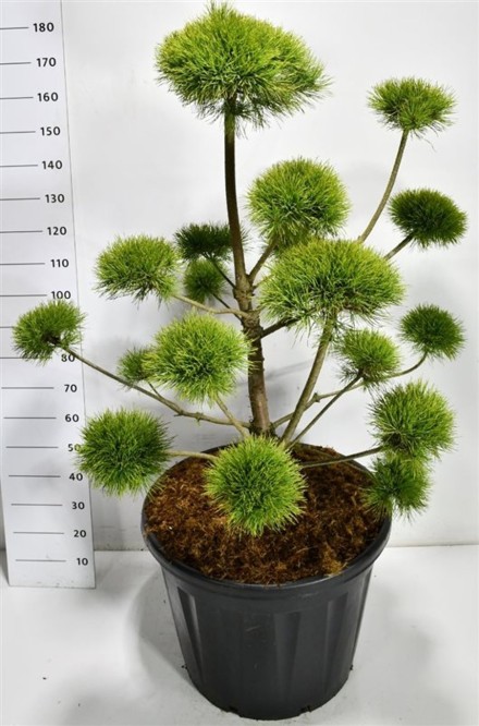 Pinus sylv. 'Norske Typ'