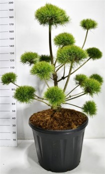 Pinus sylv. 'Norske Typ'