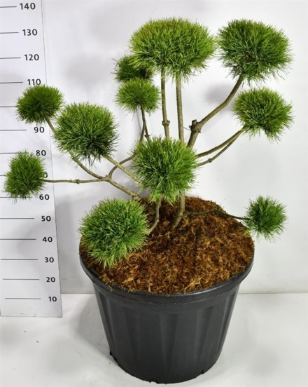 Pinus sylv. 'Norske Typ'