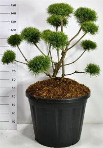 Pinus sylv. 'Norske Typ'