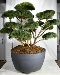 Pinus sylvestris 'Watereri'