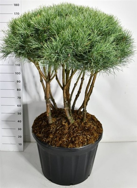 Pinus sylvestris 'Watereri'