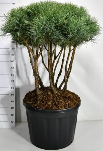 Pinus sylvestris 'Watereri'