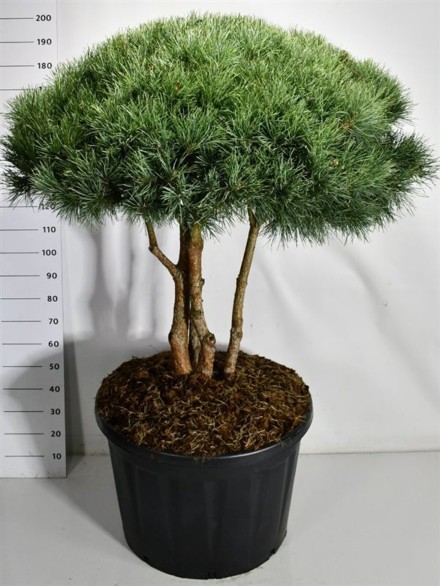 Pinus sylvestris 'Watereri'