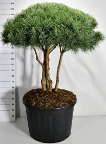 Pinus sylvestris 'Watereri'