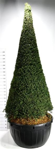 Taxus baccata