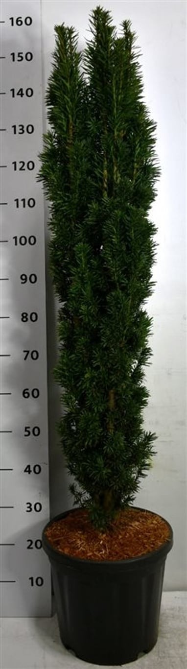 Taxus b. 'Fastigiata Robusta'