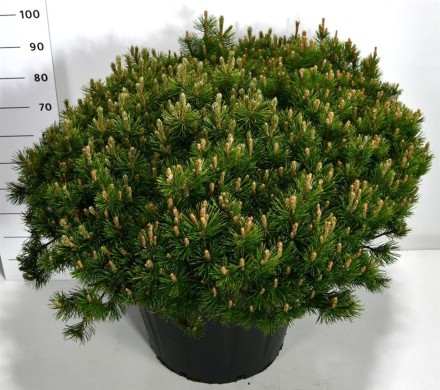 Pinus mugo pumilio