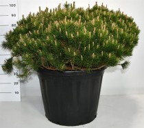Pinus mugo pumilio