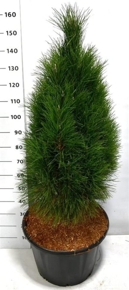 Pinus nigra 'Green Tower'