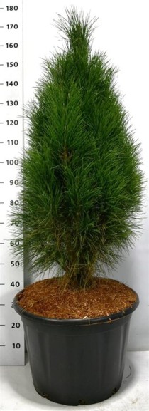 Pinus nigra 'Green Tower'