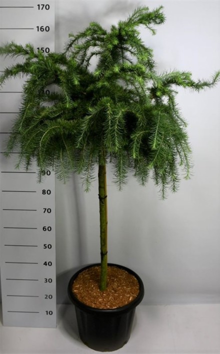 Larix decidua 'Little Bogle'