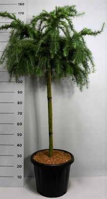 Larix decidua 'Little Bogle'