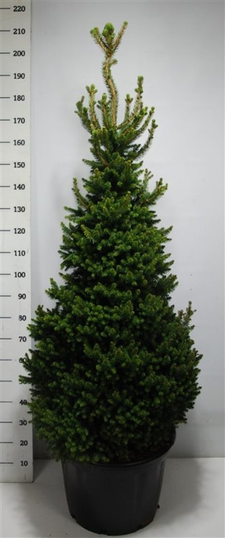 Picea a. 'Will's Zwerg'
