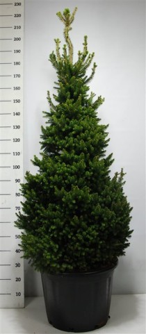 Picea a. 'Will's Zwerg'