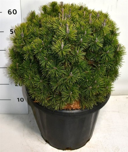 Pinus mugo 'Mops'