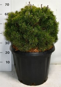 Pinus mugo 'Mops'