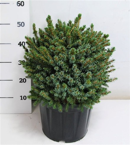 Picea omorika 'Nana'