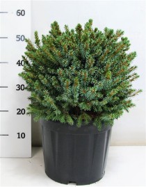 Picea omorika 'Nana'