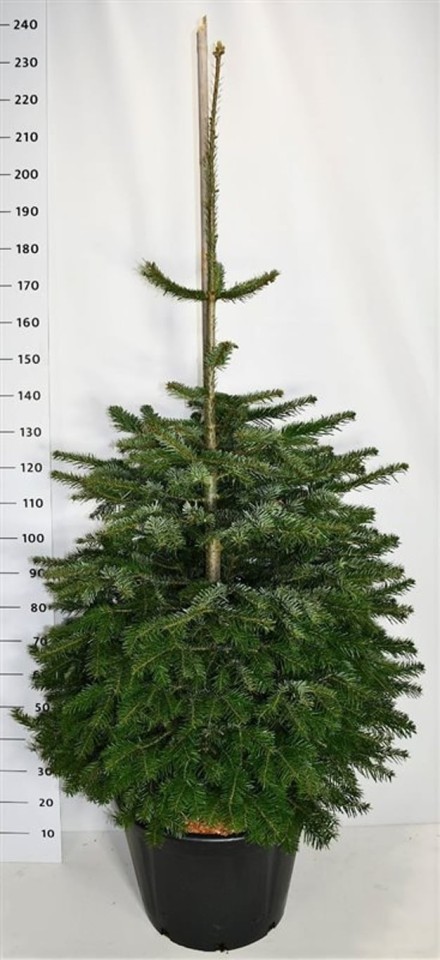 Abies nordmanniana