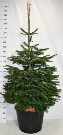 Abies nordmanniana