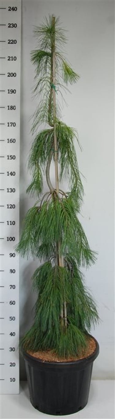 Pinus strobus 'Pendula'