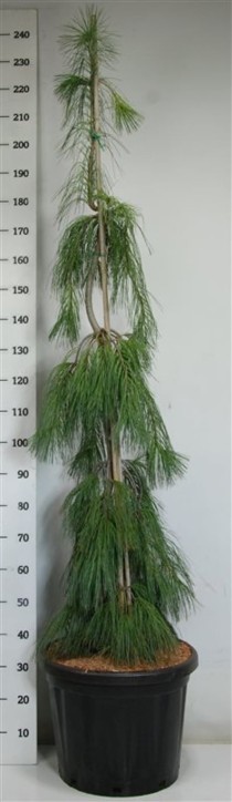 Pinus strobus 'Pendula'