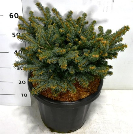 Picea pungens 'Glauca Globosa'