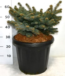 Picea pungens 'Glauca Globosa'