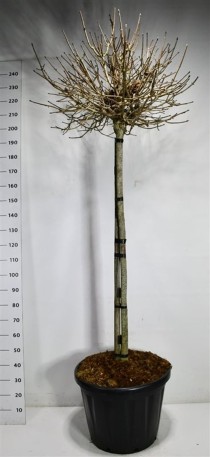 Acer plat. 'Crimson Sentry'