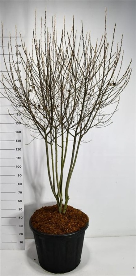 Amelanchier can. 'Rainbow Pillar'