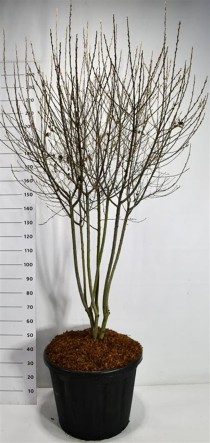 Amelanchier can. 'Rainbow Pillar'