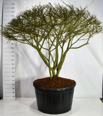 Euonymus alatus