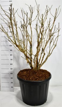 Hydrangea asp. 'Macrophylla'