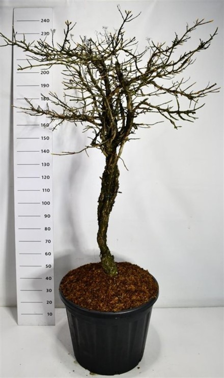 Hydrangea petiolaris