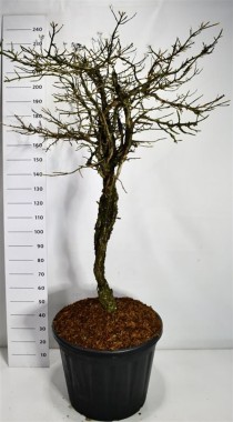 Hydrangea petiolaris