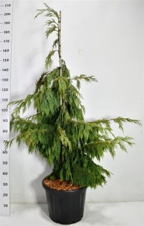 Chamaecyparis n. 'Pendula'