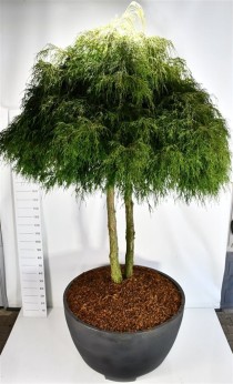 Chamaecyparis p. 'Filifera Nana'