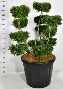 Ilex crenata 'Fructu Luteo'