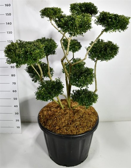 Ilex crenata 'Fructu Luteo'