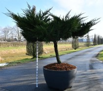 Juniperus pfitzeriana 'Mint Julep'