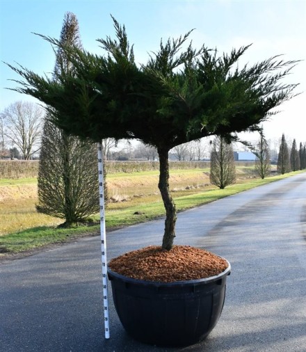 Juniperus pfitzeriana 'Mint Julep'