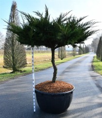 Juniperus pfitzeriana 'Mint Julep'