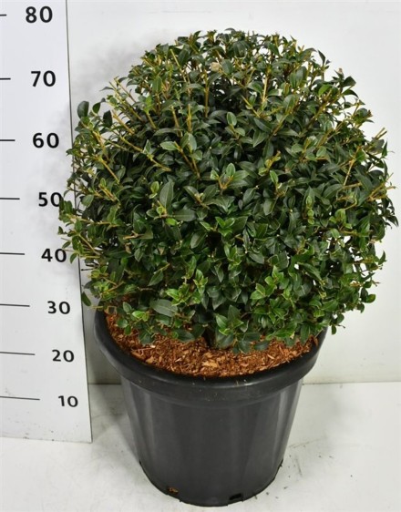 Osmanthus burkwoodii