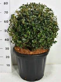 Osmanthus burkwoodii